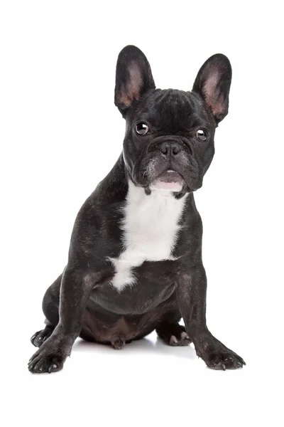 Bulldog francês preto e branco — Fotografia de Stock