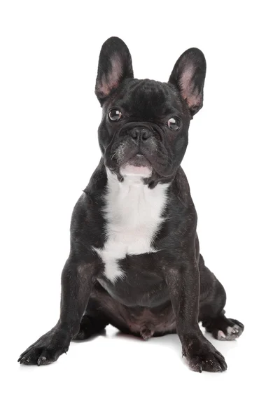 Zwart-wit franse bulldog — Stockfoto