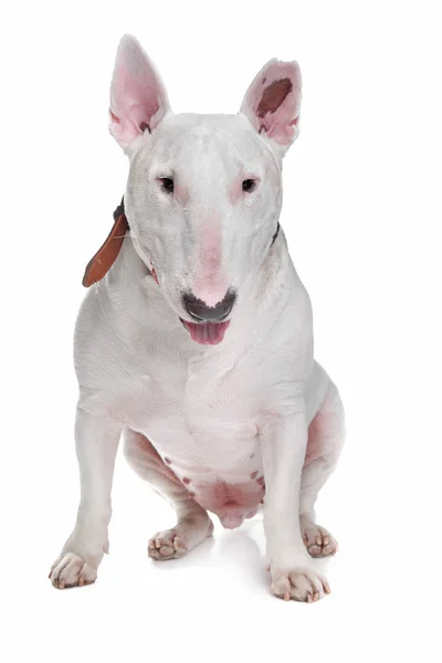 stock image White Bull terrier