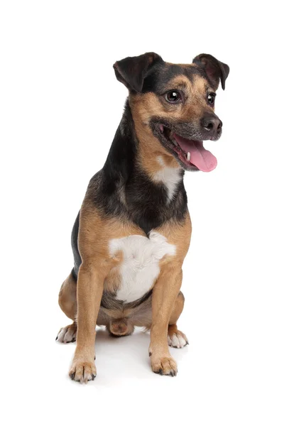 Schwarz-roter Jack Russel Terrier — Stockfoto