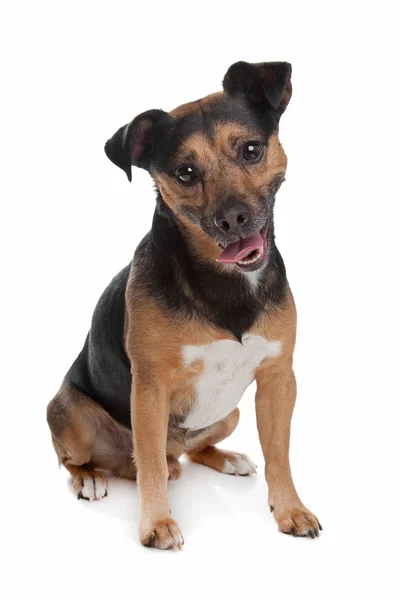 Preto e tan jack russel terrier — Fotografia de Stock