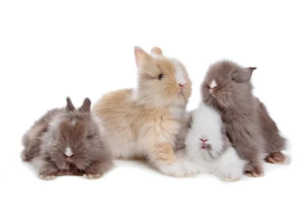 Vier jonge konijnen in een rij — Stockfoto