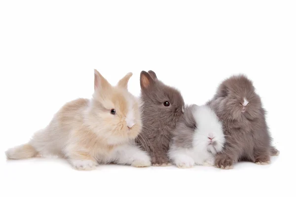 Cuatro conejos jóvenes seguidos — Foto de Stock