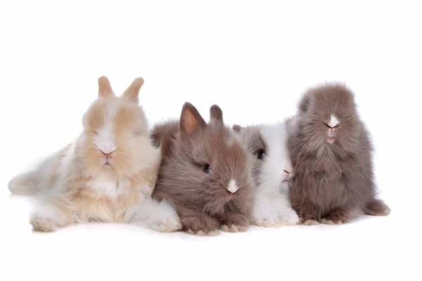 Fyra unga kaniner i rad — Stockfoto
