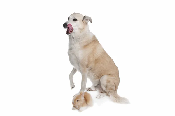 Vegyes fajta kutya, és egy nyúl — Stock Fotó