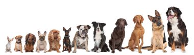 Twelve dogs in a row clipart