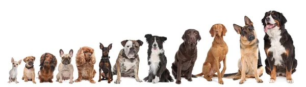 Twelve dogs in a row — Stock Photo, Image