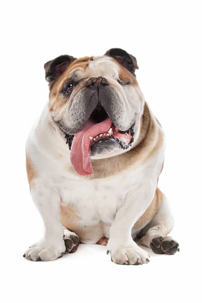 Engelska bulldogg — Stockfoto