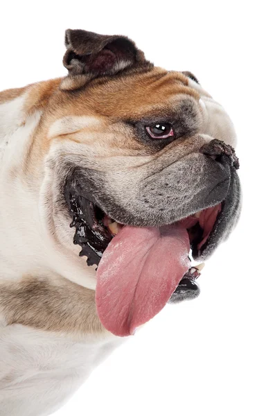 Bulldog englez — Fotografie, imagine de stoc