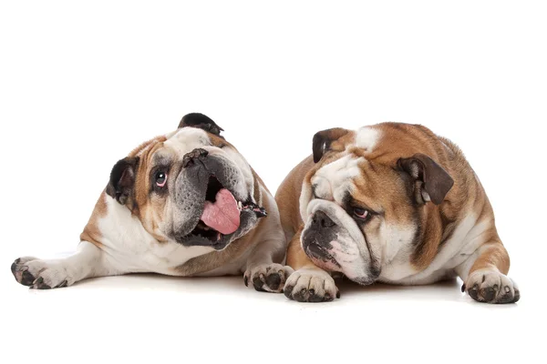 Due bulldog inglesi — Foto Stock