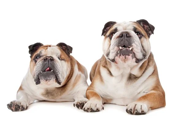 Δύο Αγγλικά bulldogs — Φωτογραφία Αρχείου