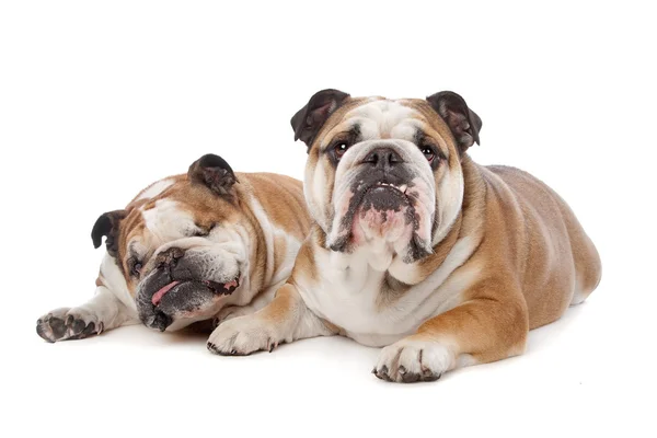 Δύο Αγγλικά bulldogs — Φωτογραφία Αρχείου