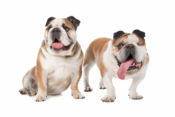 Two English bulldogs — Stock Photo, Image