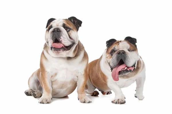 Twee Engelse bulldogs — Stockfoto