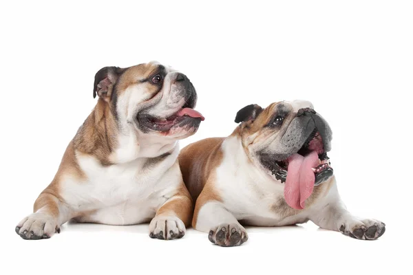 Dois bulldogs ingleses — Fotografia de Stock