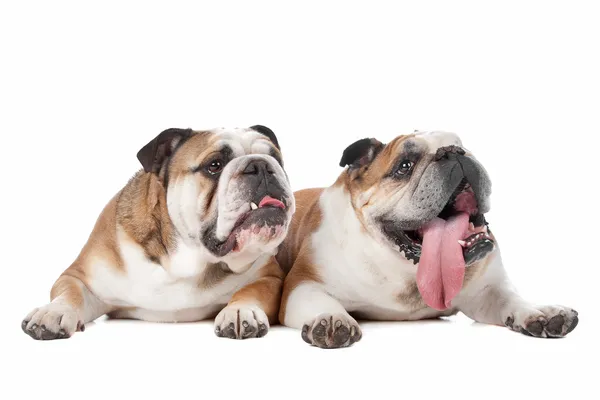 Kaksi englantilaista bulldogia — kuvapankkivalokuva