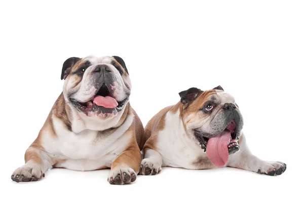 Dois bulldogs ingleses — Fotografia de Stock
