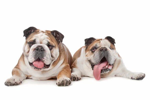 Deux bulldogs anglais — Photo