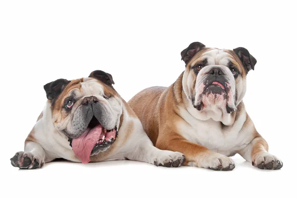 Två engelska bulldogs — Stockfoto