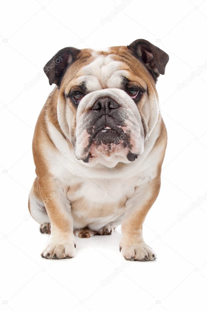 english bulldog |图库照片08erik lam#6586071