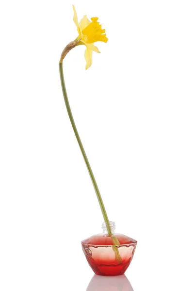Frasco de perfume y flor de narciso amarillo — Foto de Stock