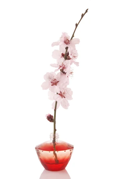Perfume bottle and cherry flower — Stock Photo, Image