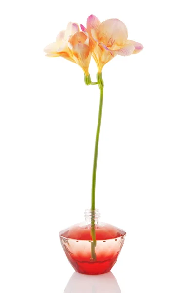 Parfymflaska och blomma — Stockfoto