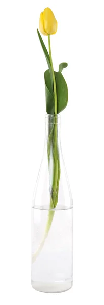 Żółty tulipan w szklanej butelce — Zdjęcie stockowe