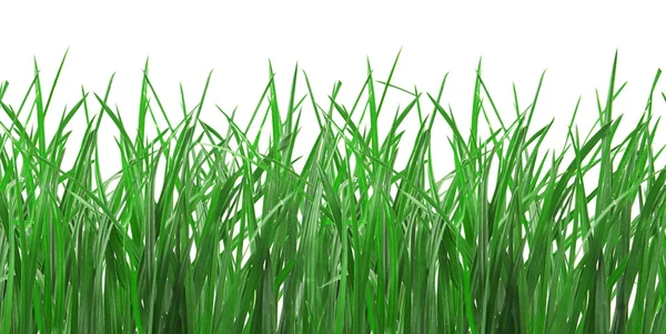 stock image Green Grass Isolated on White