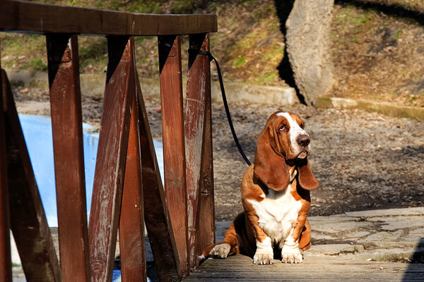 Basset hound on wooden bridge