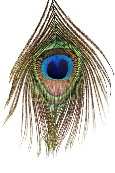 Detail of peacock feather eye — Stock Photo, Image