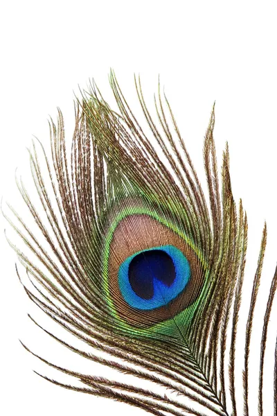 Detalle de pluma de pavo real — Foto de Stock