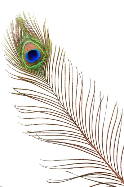 Λεπτομέρεια του ματιού φτερό παγωνιού — Φωτογραφία Αρχείου