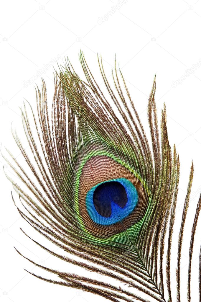 Detail of peacock feather — Stock Photo © victorO #5805539