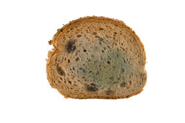 Slice of moldy bread clipart