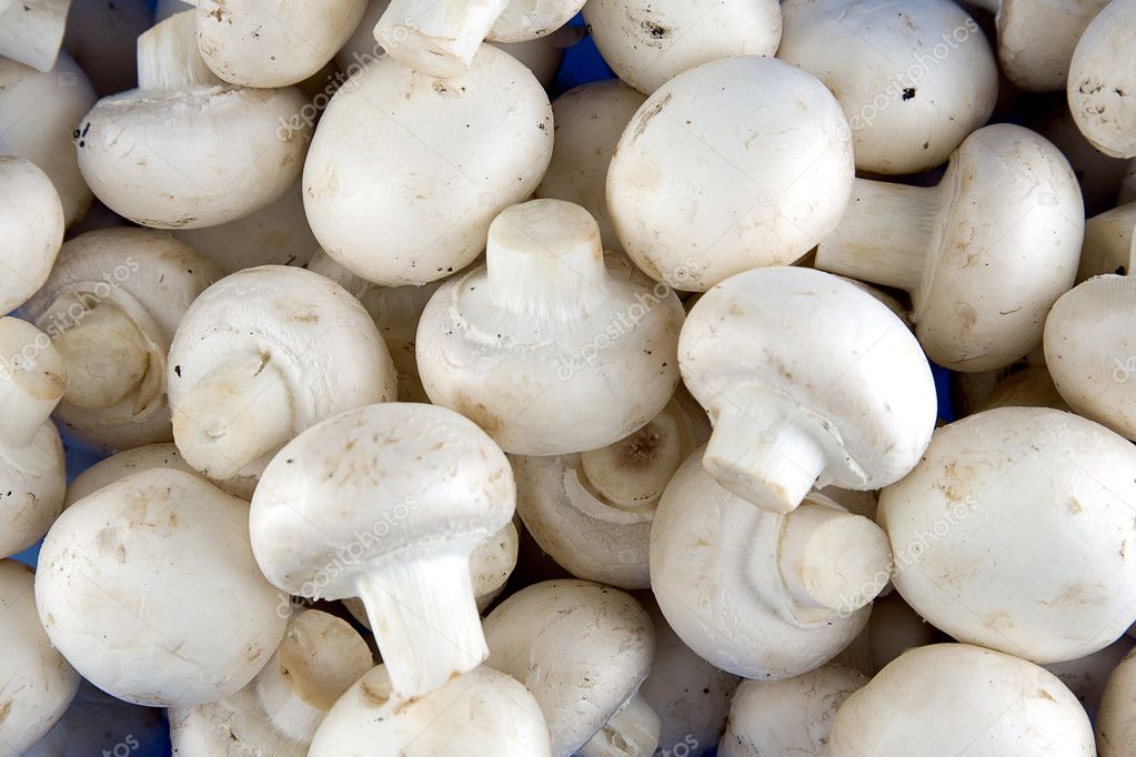 Edible white champignon mushrooms