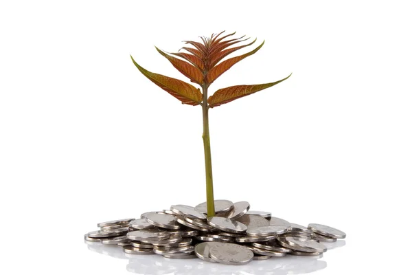 Neue Pflanze wächst aus den Münzen — Stockfoto