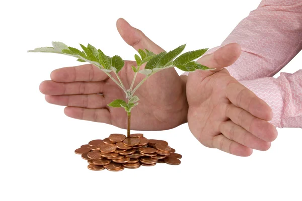 Védi a növény üzletember — Stock Fotó