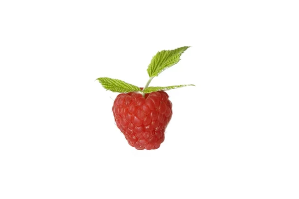 Ripe raspberry with green leaf — Stock Photo, Image
