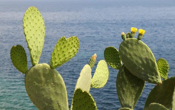 stock image Blooming cactus