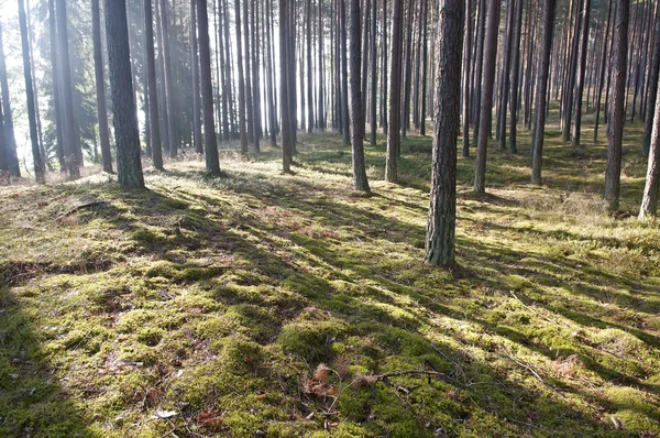 Stock image Sunlight in the forest