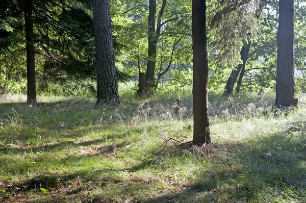 stock image Sunlight in the forest