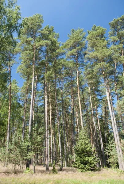 stock image Forest in the morning