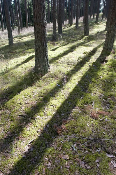 Solljus i skogen — Stockfoto