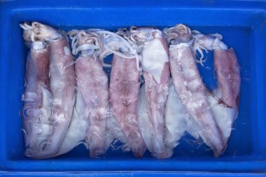 Fresh squid