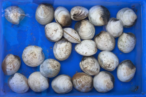 Fresh raw clams — Stock Photo, Image