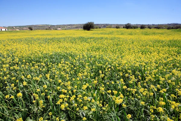 stock image Rows and rows of mustard flowers