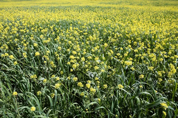 Rows and rows of mustard flowers — Stock Photo, Image