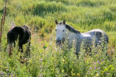 White Andalucian horses in overgrown field in Spain clipart