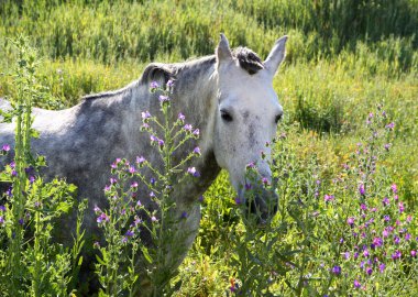 White Andalucian horse in overgrown field in Spain clipart